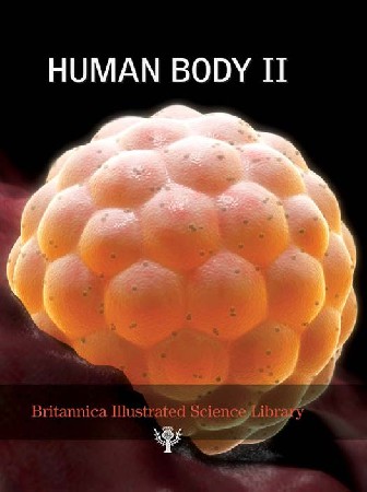 Human Body II