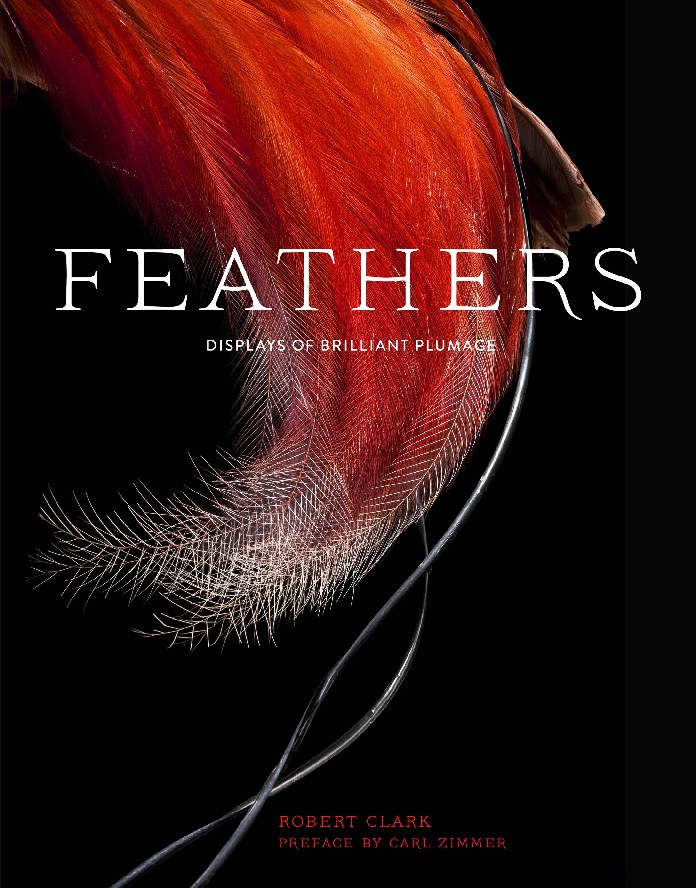 Feathers Displays of Brilliant Plumage by Robert Clark