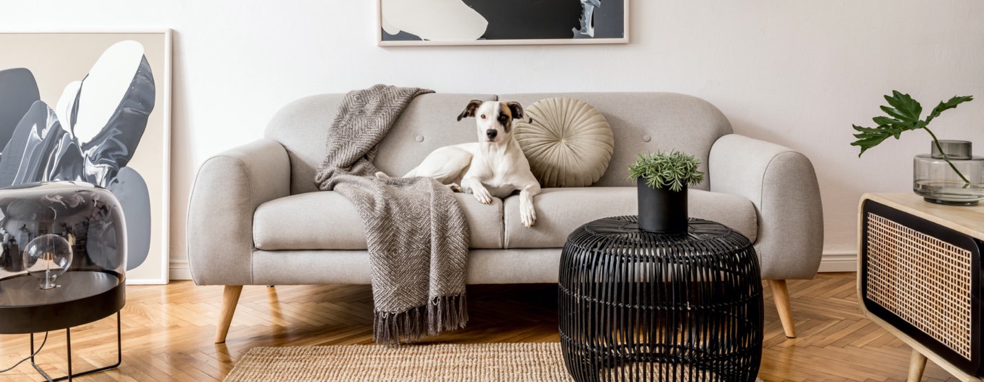 Dog sitting on chic couch