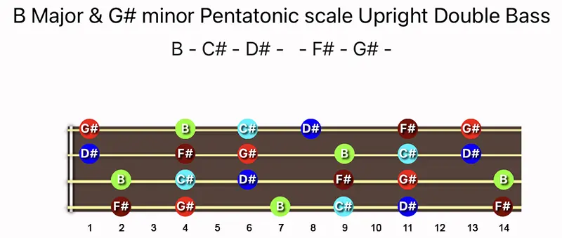 B Major & G♯ minor Pentatonic scale notes on a Upright Double Bass fingerboard