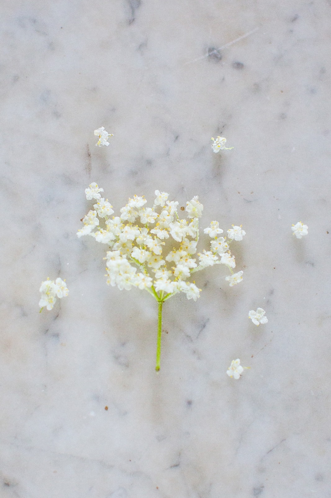 Crystallised Flowers and Berries - Peony Lim