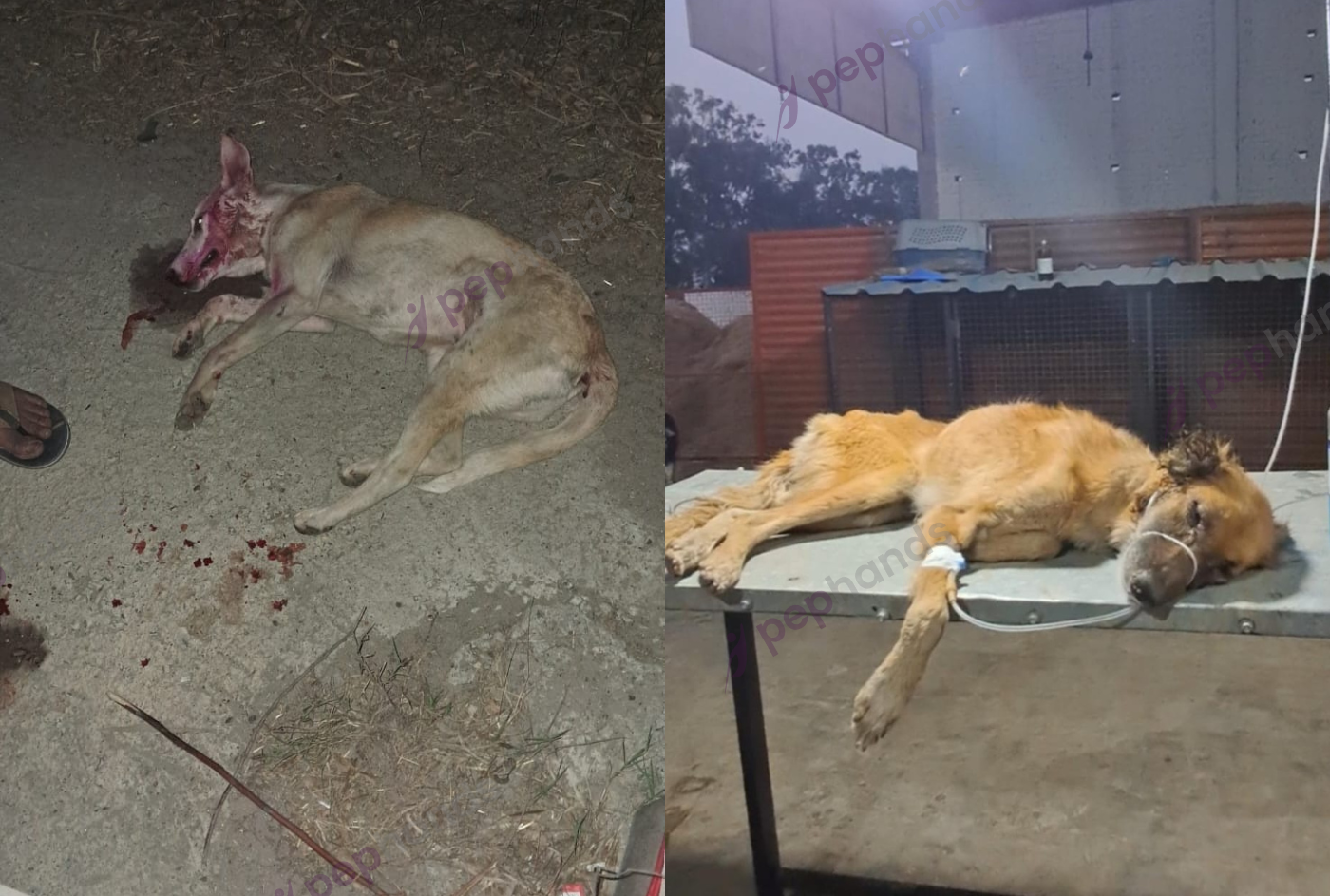 Gau Sewa Pariwar's Mission to Care for Animals
