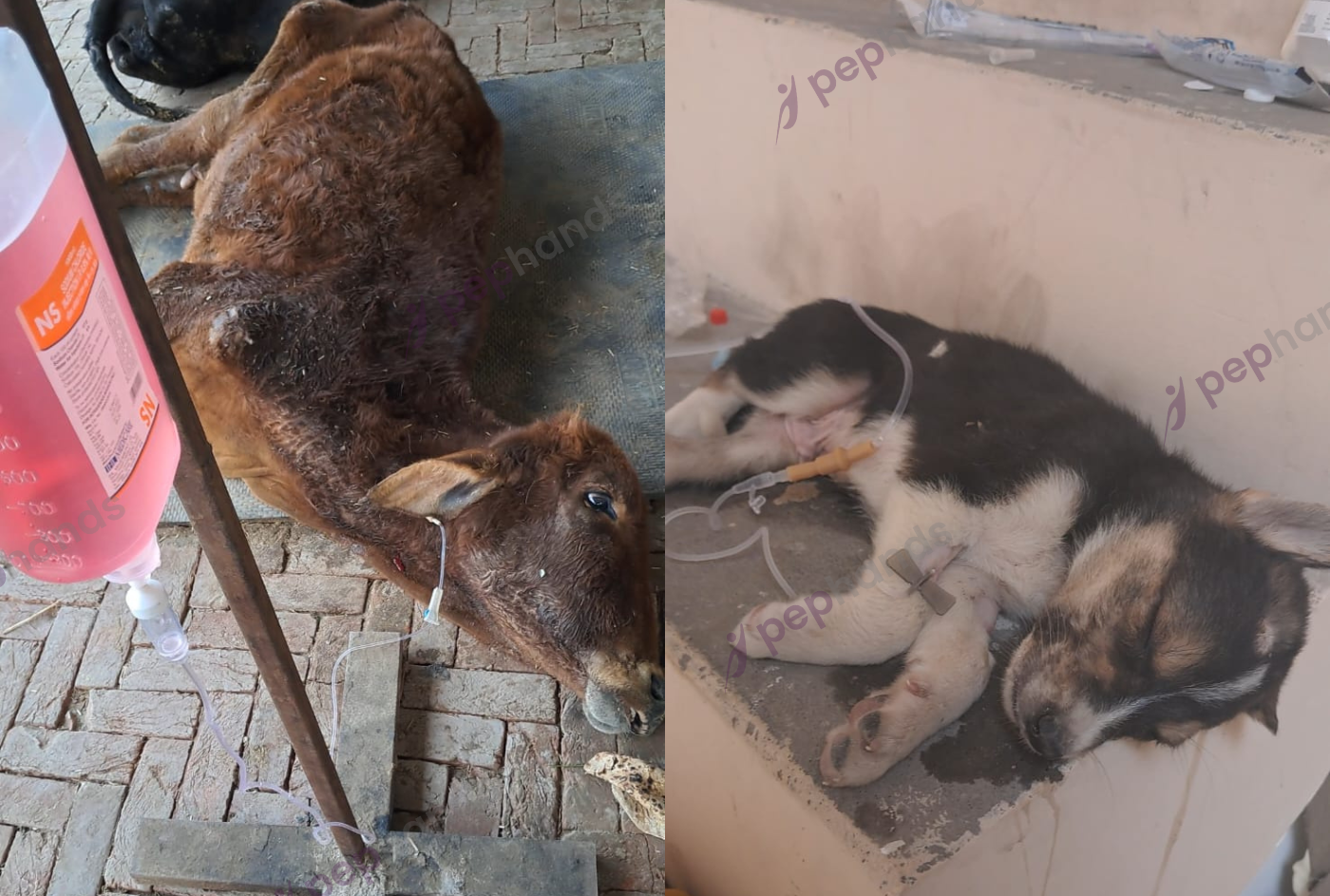 Gau Sewa Pariwar's Mission to Care for Animals