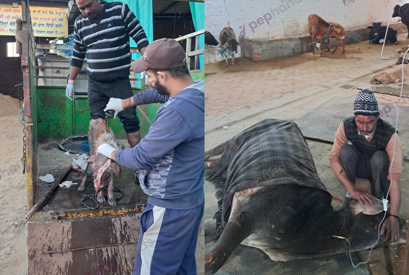 Gau Sewa Pariwar's Mission to Care for Animals