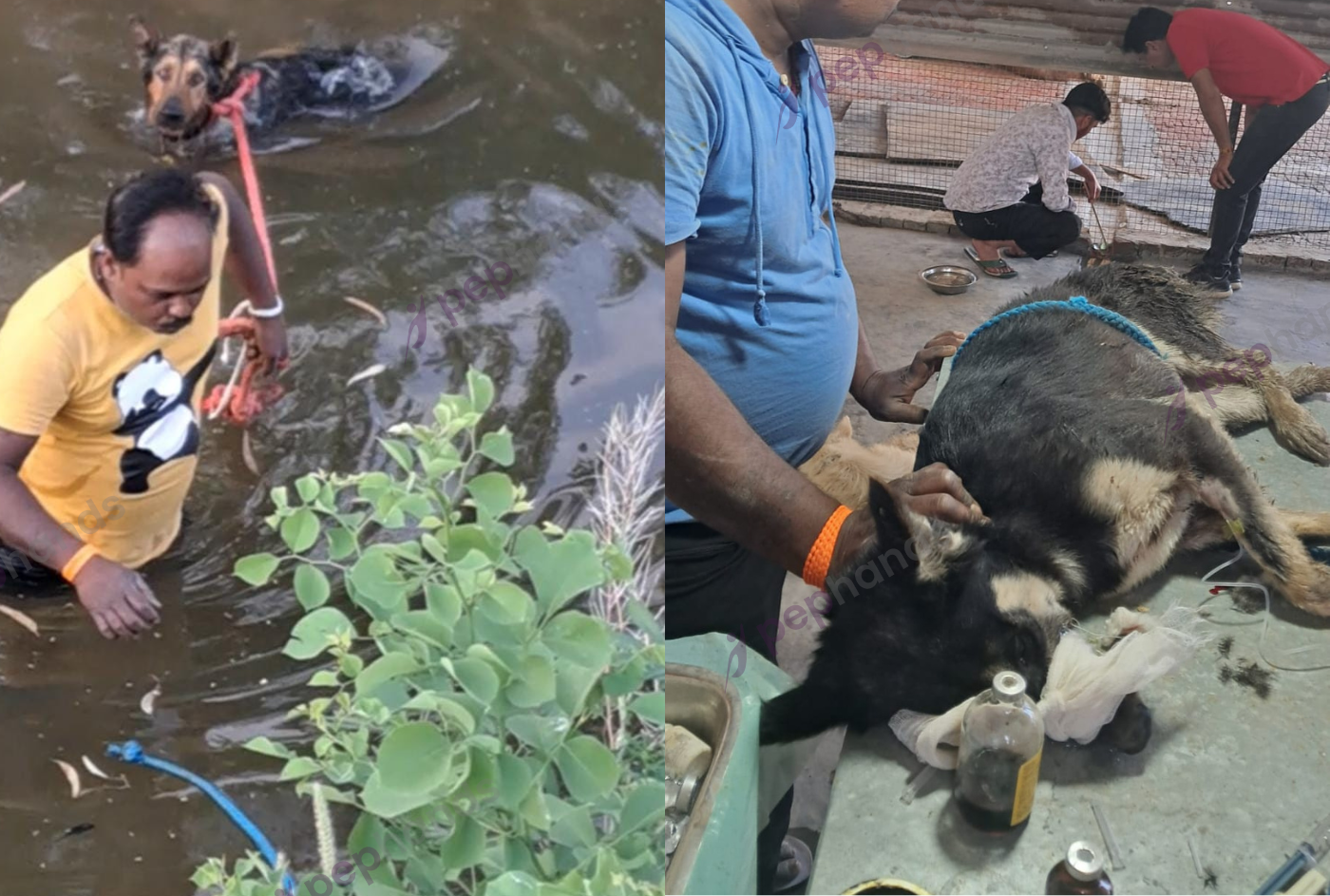 Gau Sewa Pariwar's Mission to Care for Animals