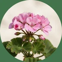geranium