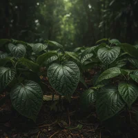 indonesian patchouli leaf