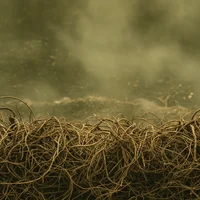 Haitian Vetiver