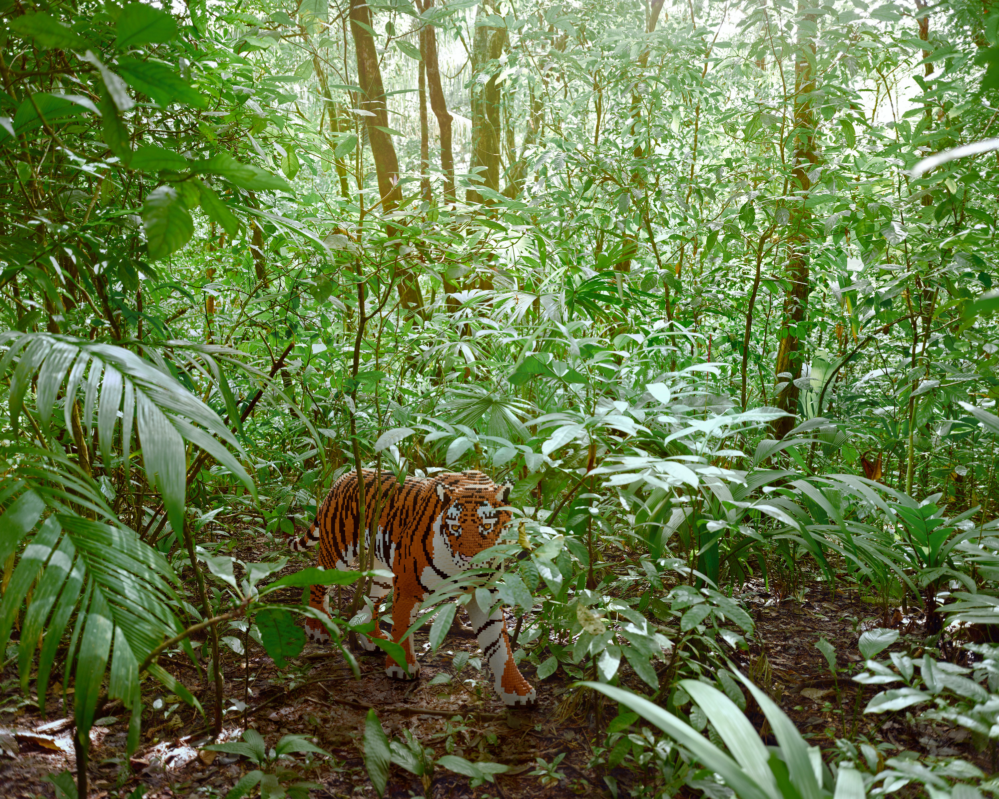 malayan tiger habitat