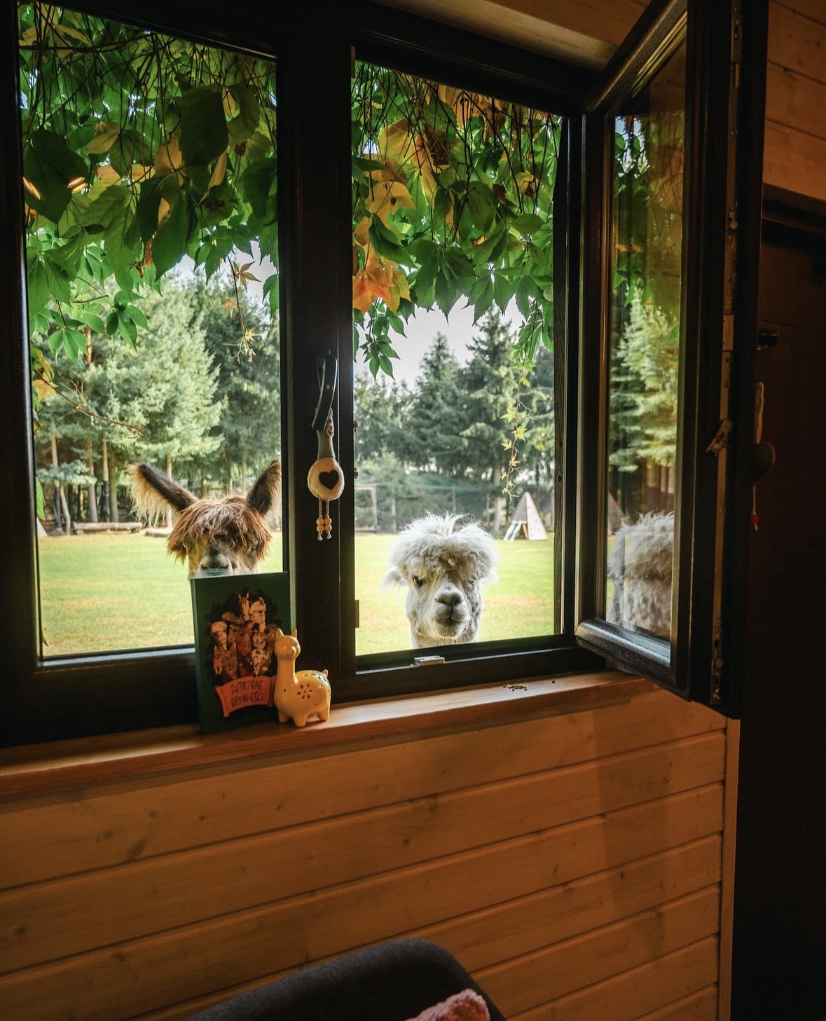 Widok z okna na alpaki