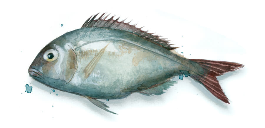 Pargo