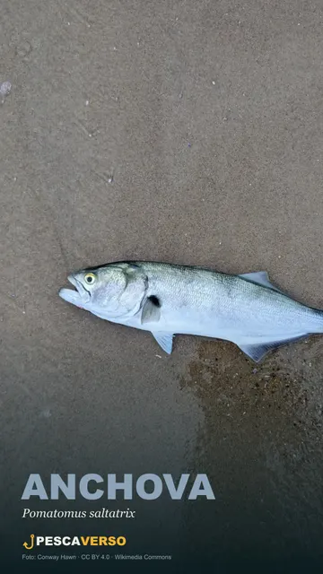 Anchova
