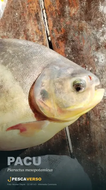 Pacu