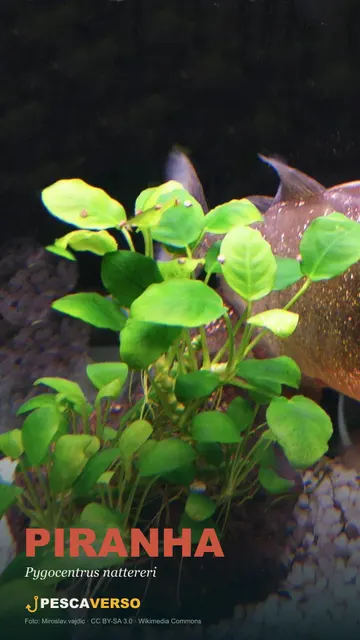 Piranha