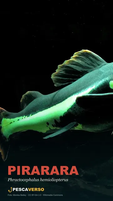 Pirarara