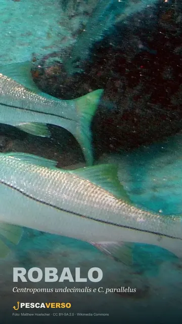 Robalo