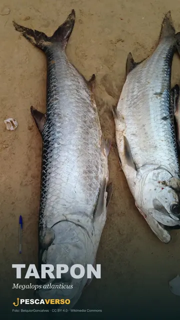 Tarpon