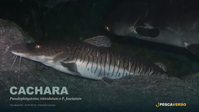Cachara