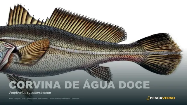 Corvina de água doce