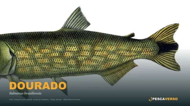 Dourado
