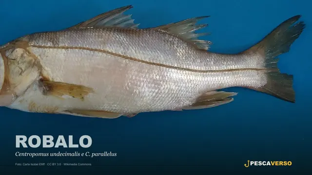 Robalo