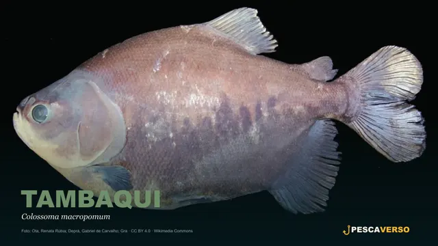 Tambaqui
