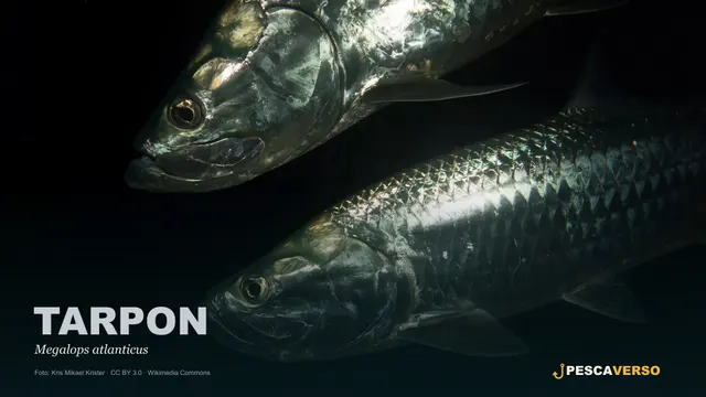 Tarpon
