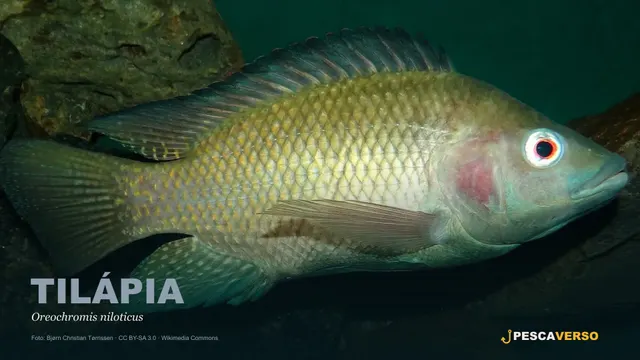 Tilápia