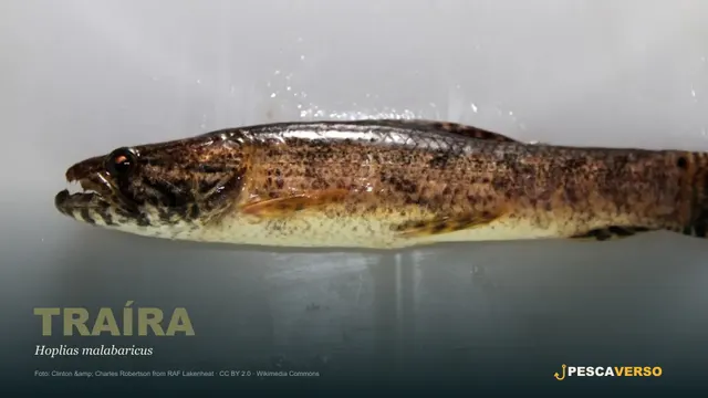 Traíra