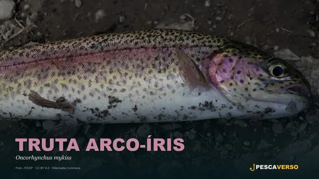 Truta arco-íris