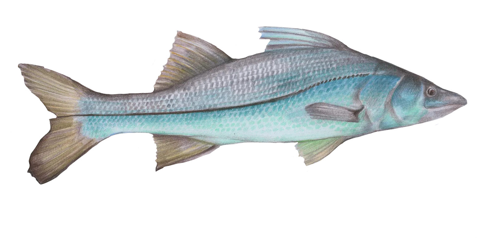 Centropomus undecimalis.png