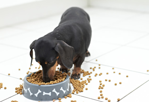 bad pet sitter dachshund dog food