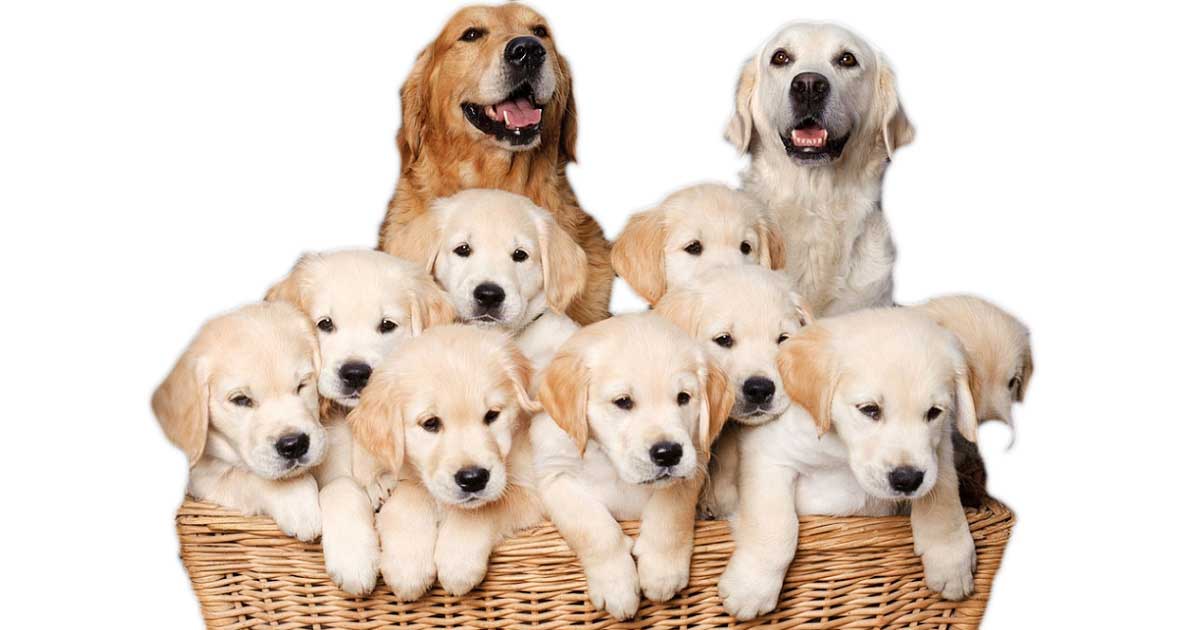 how to find a good breeder for dogs