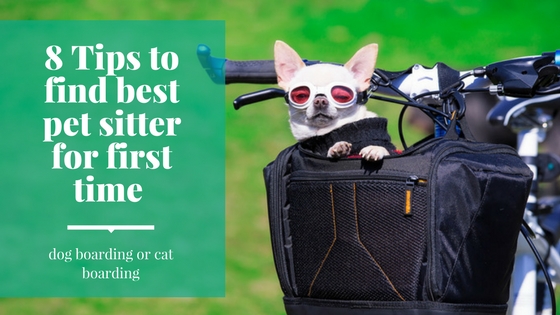 8 tips to find best pet sitter for first time