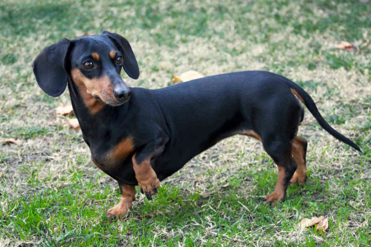 Top 10 dog breeds that live the longest