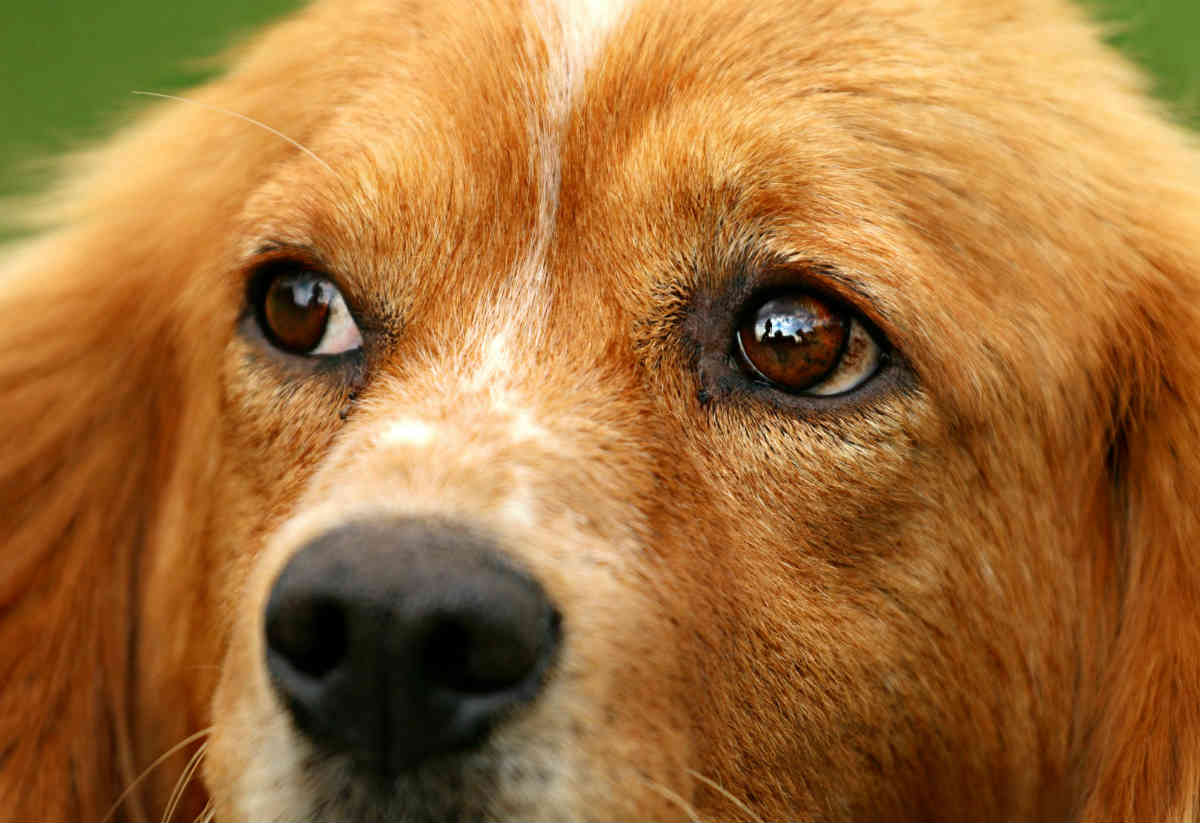 Dog eyes