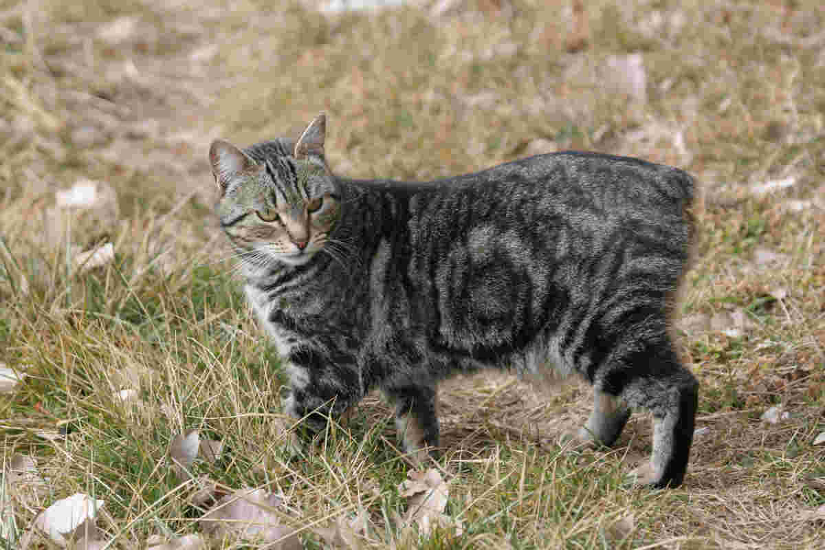 Average lifespan of a gray tabby cat