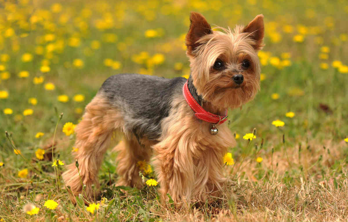 Yorkshire Terrier2