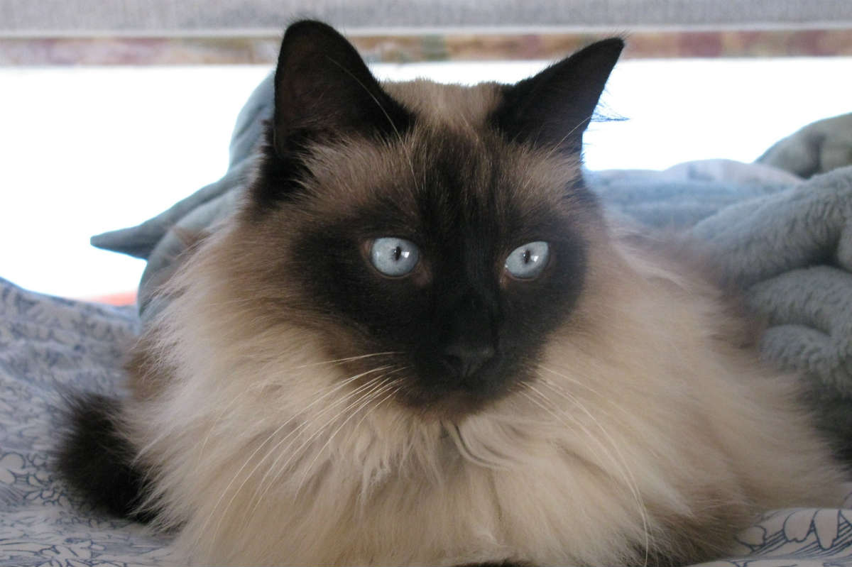 average age of a siamese cat