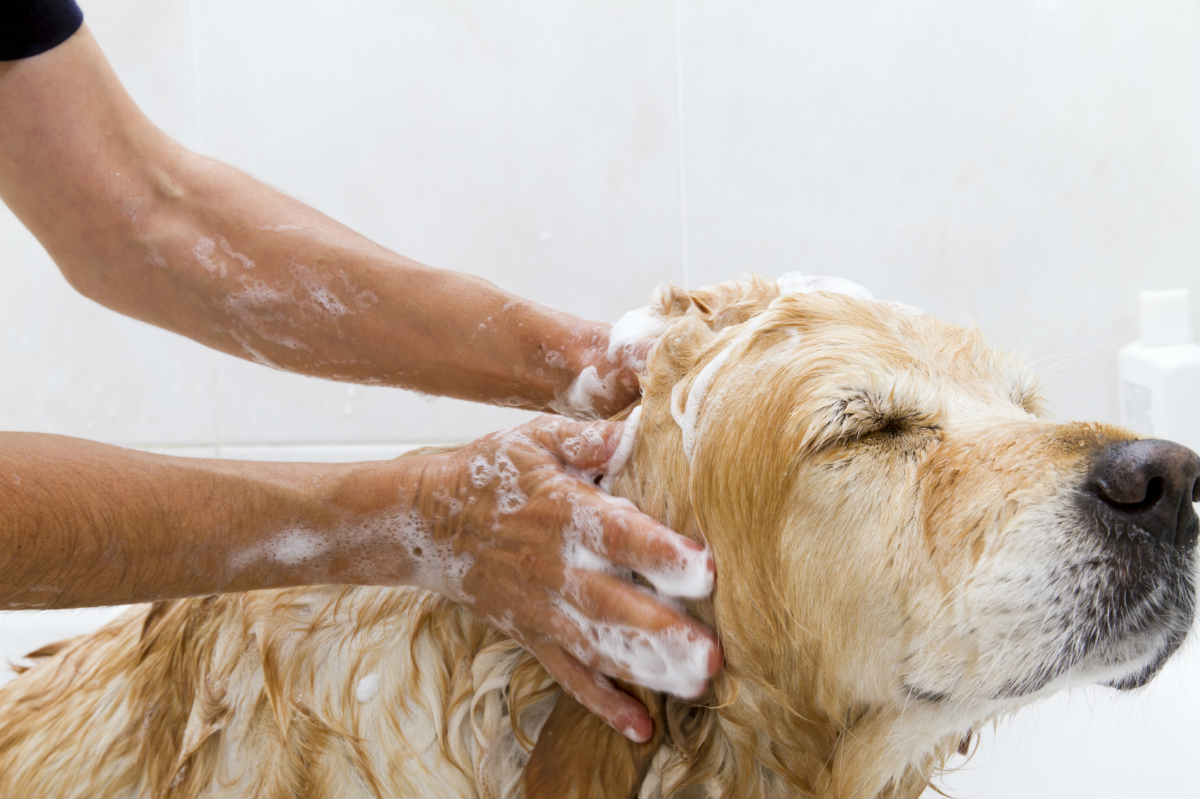 bath dog