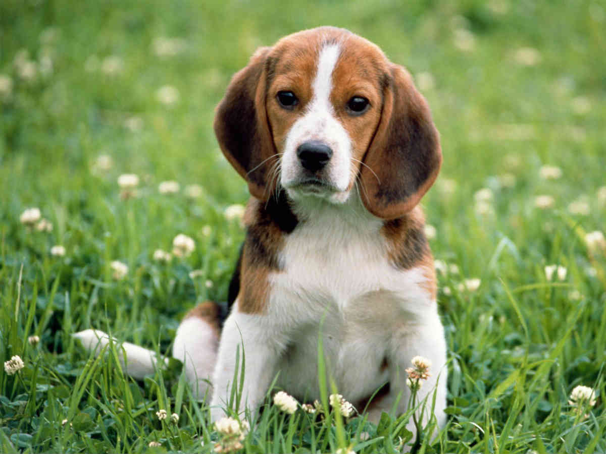 Top 10 dog breeds that live the longest