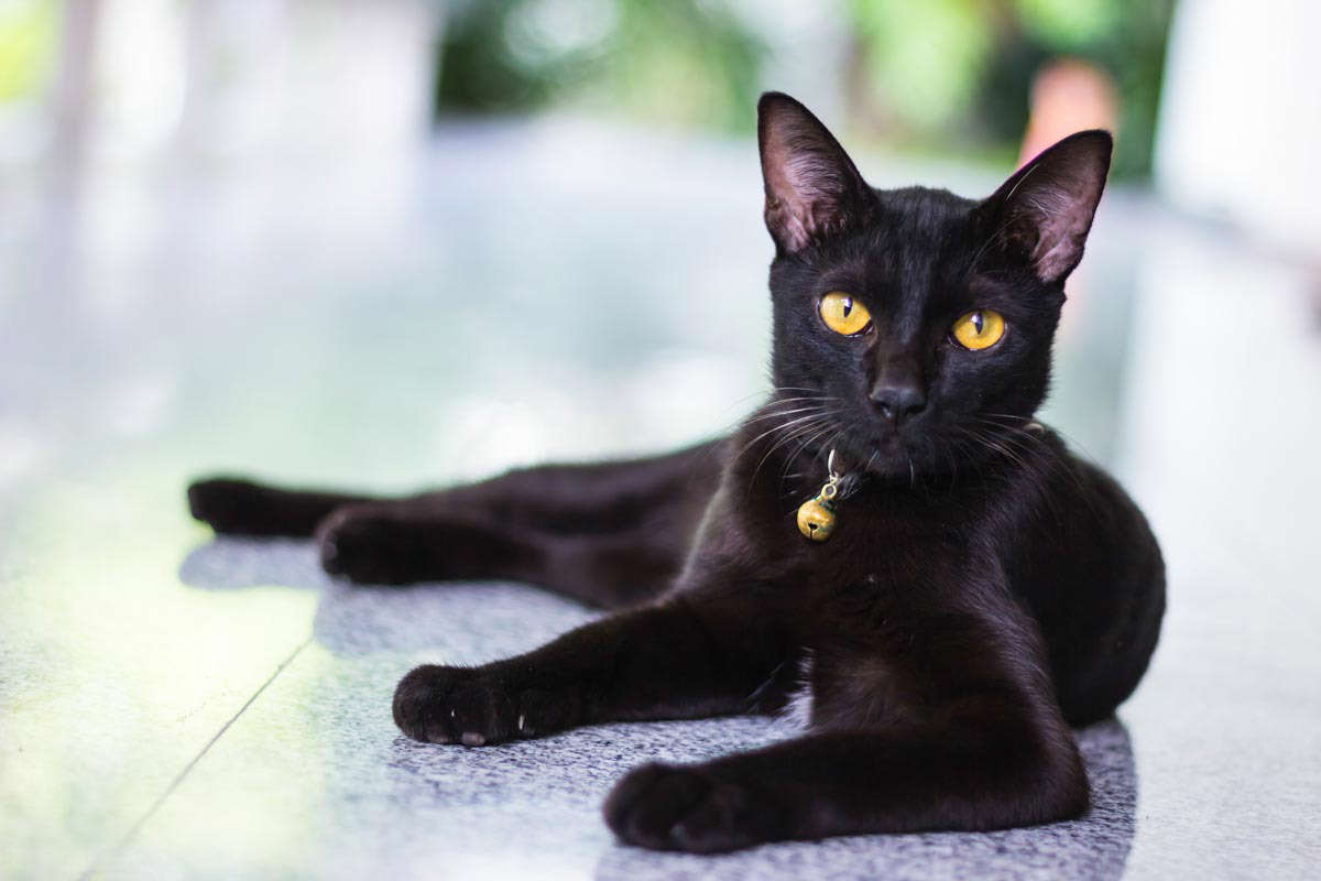 bombay cat2