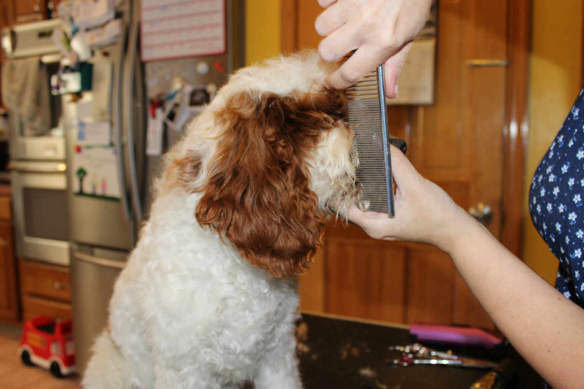 brush dog hair