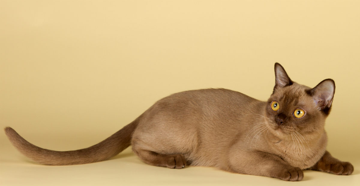 Top 10 cat breeds that live the longest