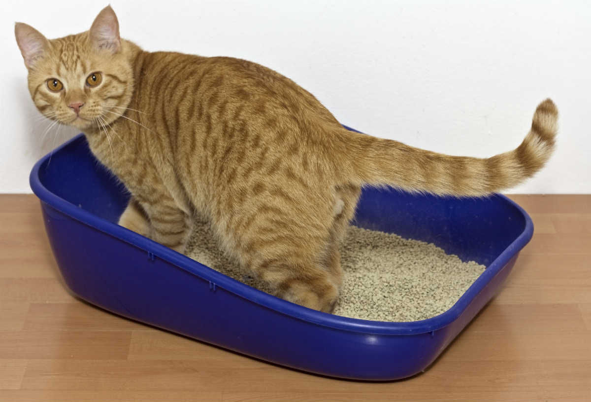 cat litter box