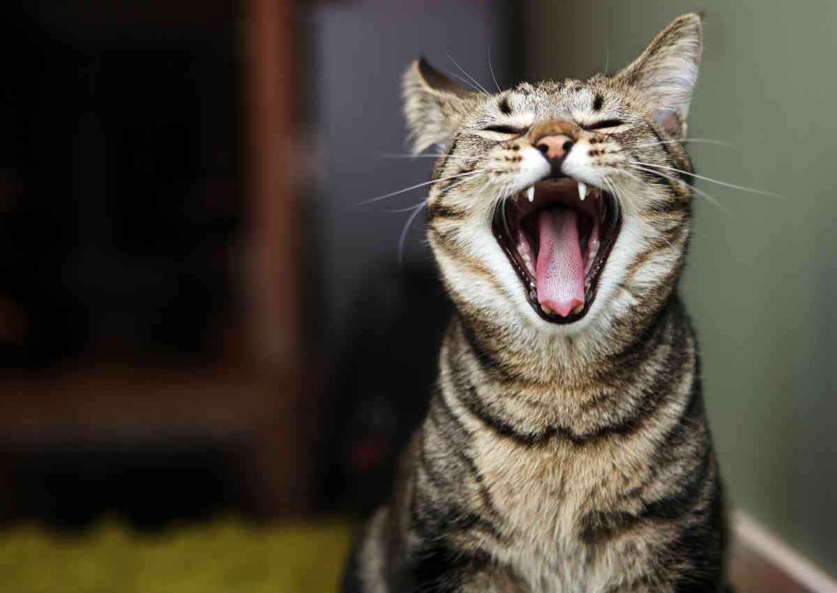 cat open mouth