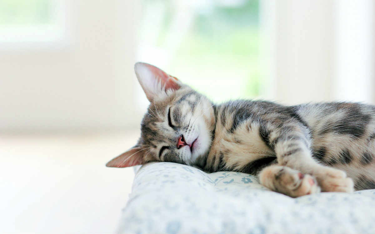 cat sleeping