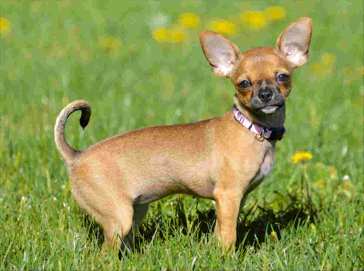 Top 10 Dog Breeds That Live The Longest