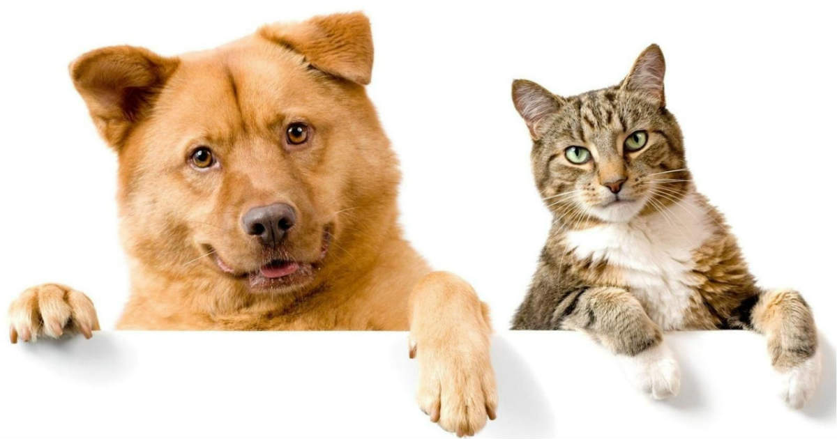 Tips and advice on how to get dogs and cats to live together