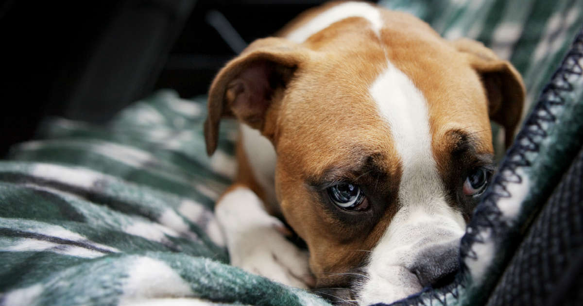 how-to-tell-if-your-dog-is-depressed